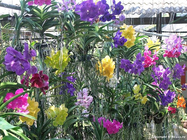 Ферма орхидей на Пхукете «Phuket Orchid Farm»