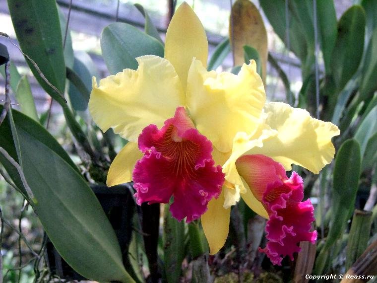    Phuket Orchid Farm
